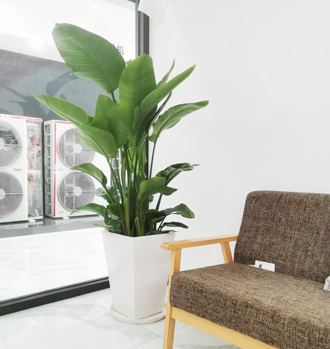 �����̻�����ֲ��